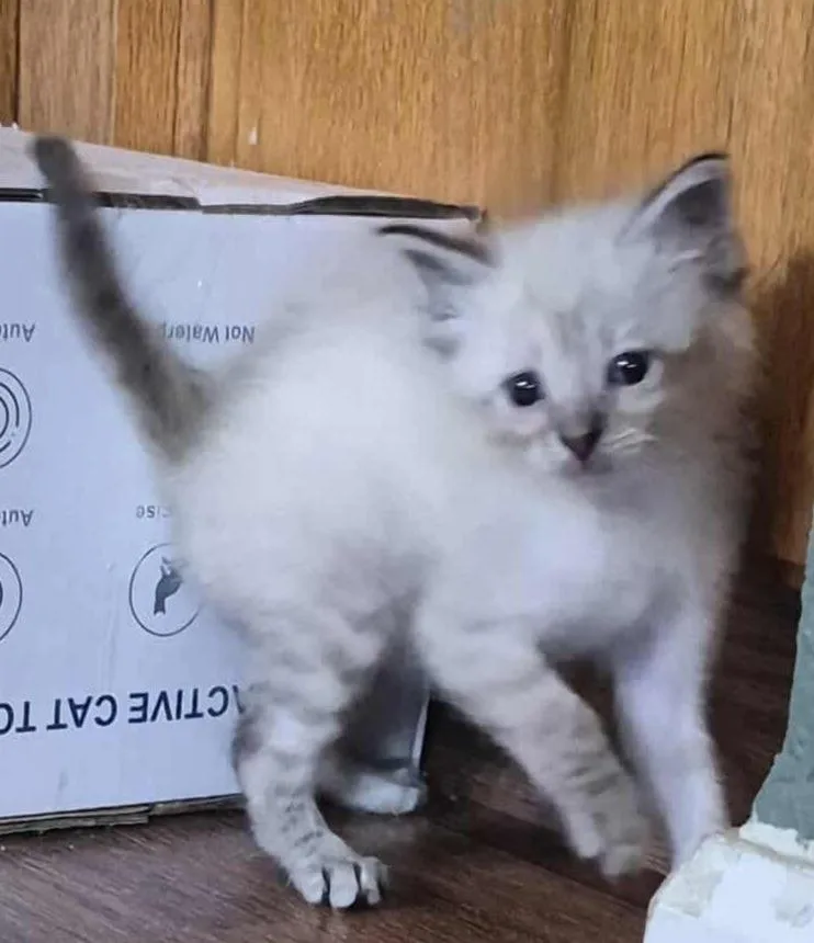 Yoda