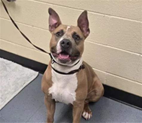 A young medium-sized male Pit Bull Terrier dog named Cuddy for adoption in Denver, CO