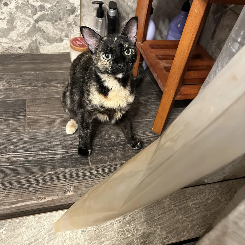 Mamma Rosie