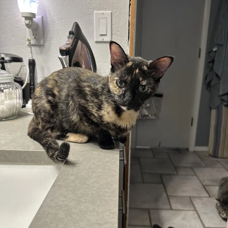 Mamma Rosie thumbnail 4
