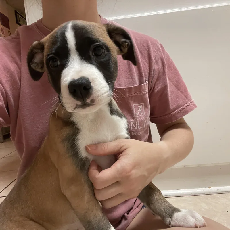 Meeko thumbnail 2