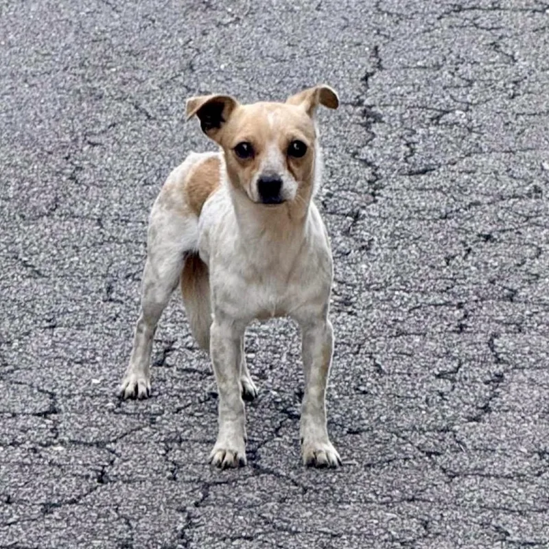 An adult small-sized female White / Cream Chihuahua dog named Jolie for adoption in Evensville, TN