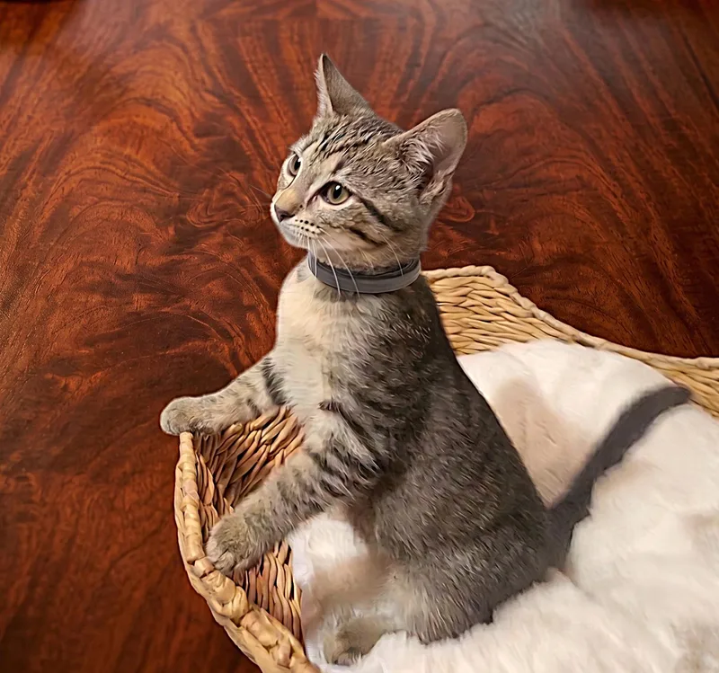 A baby medium-sized male Tabby (Gray / Blue / Silver) Domestic Short Hair cat named Copper for adoption in Allen, TX
