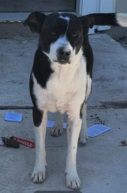A young medium-sized male Labrador Retriever dog named Sport for adoption in San Antonio, TX
