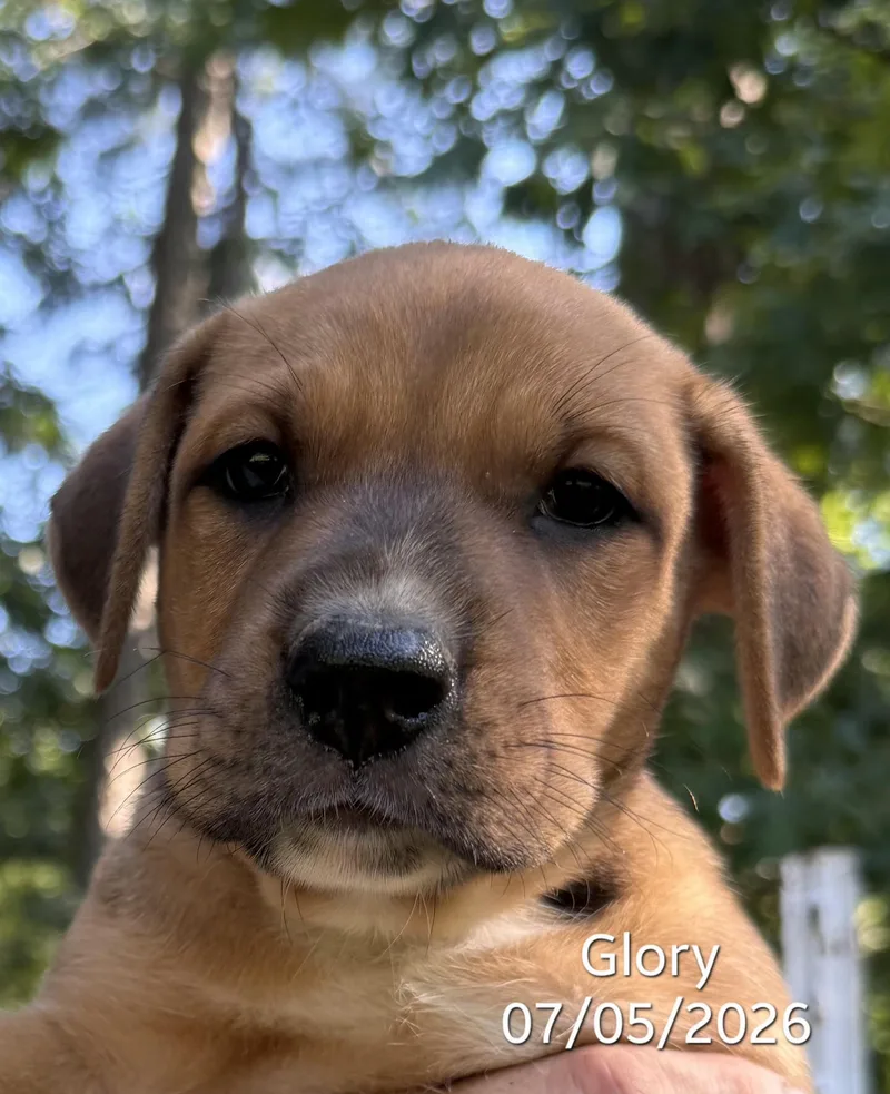 Glory