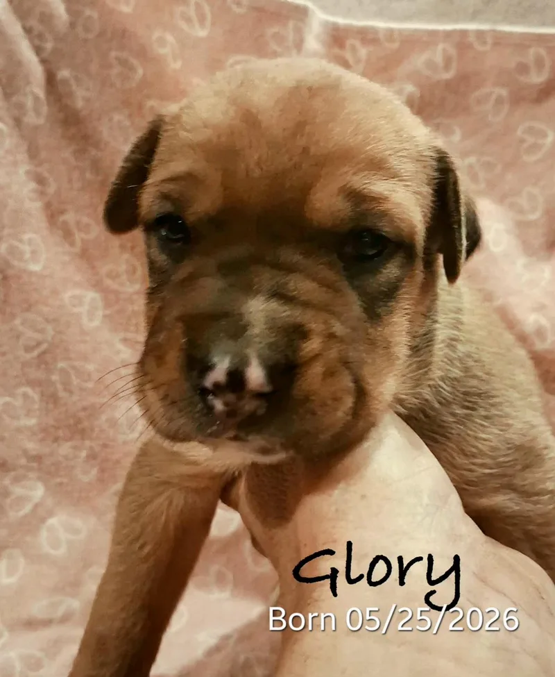 Glory thumbnail 6