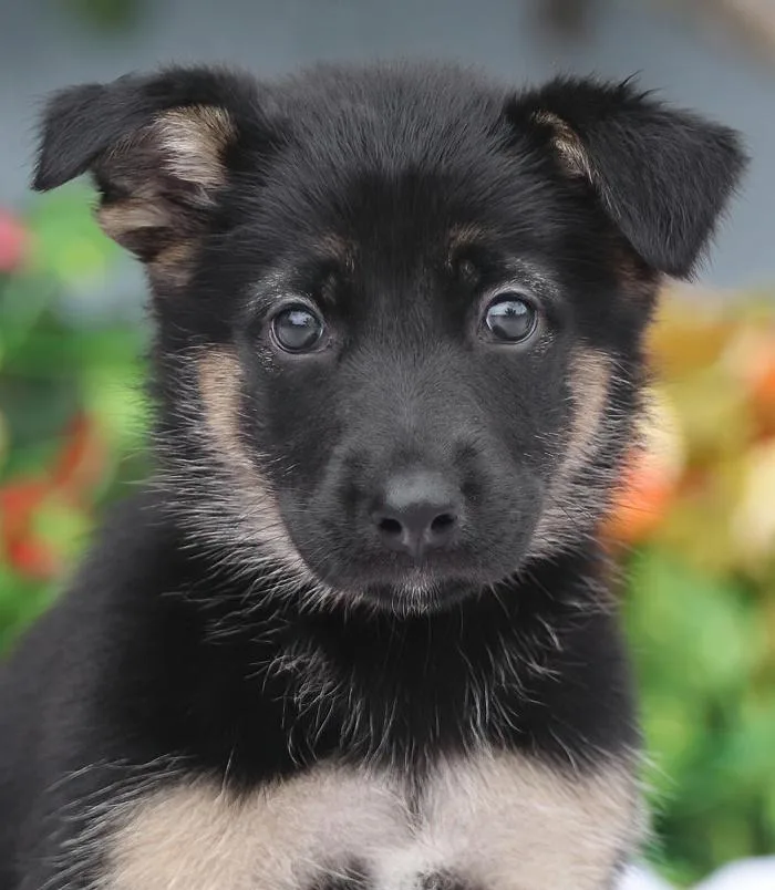 A baby large-sized female Black German Shepherd Dog dog named Cleo von Nala for adoption in Los Angeles, CA