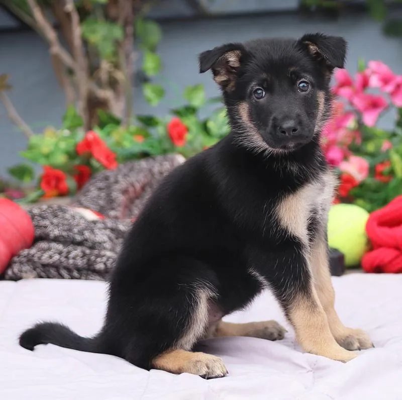 Cleo von Nala thumbnail 2