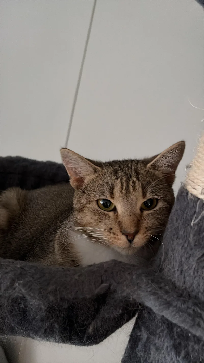 An adult medium-sized female Tabby (Brown / Chocolate) Domestic Short Hair cat named PIta for adoption in candler, NC