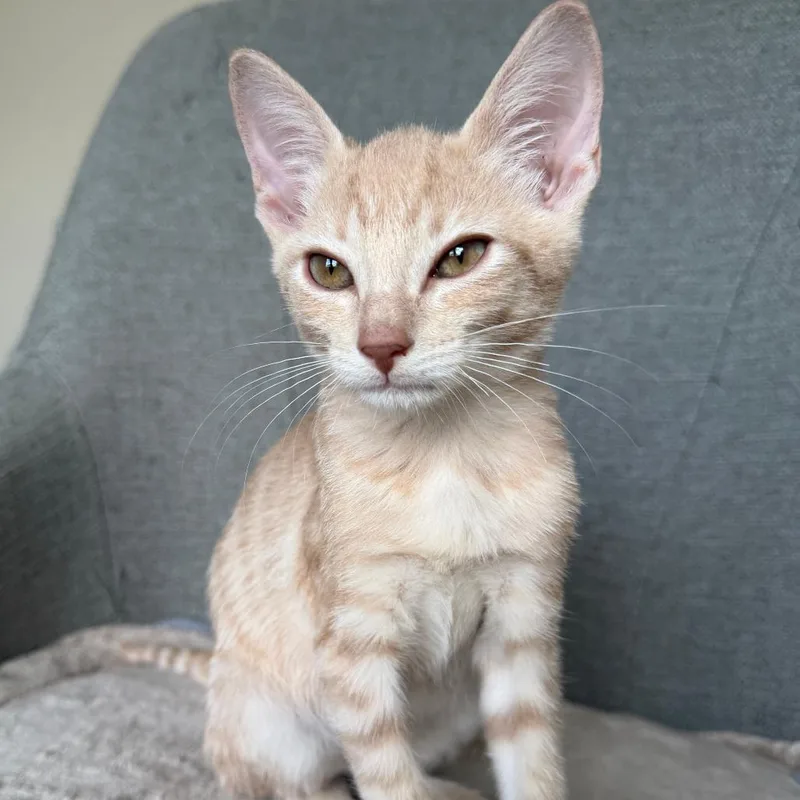 A baby small-sized male Buff / Tan / Fawn Domestic Short Hair cat named Luke for adoption in Lauderhill, FL