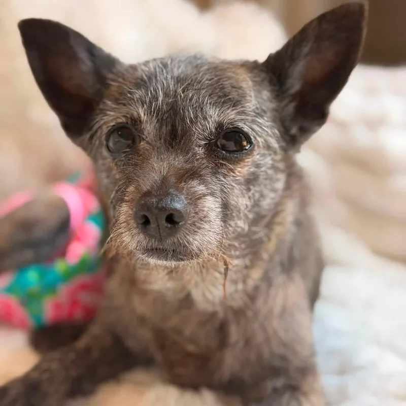 An adult small-sized female Gray / Blue / Silver Terrier dog named Betsy Ross C for adoption in Allen, TX