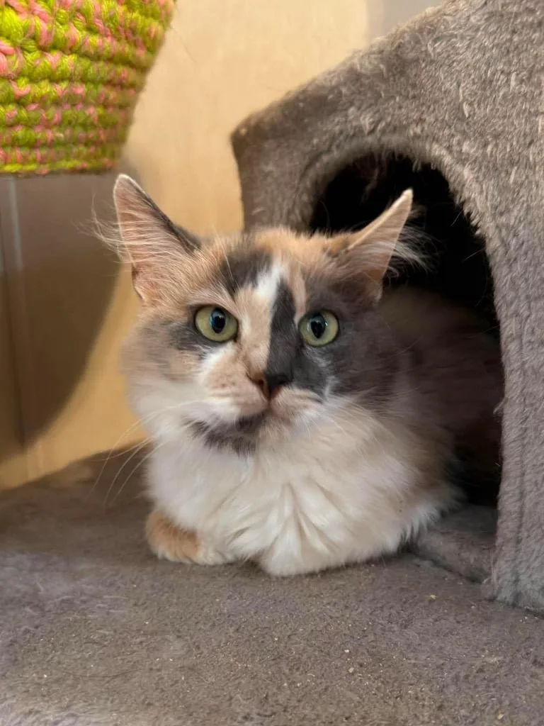 A young large-sized female Domestic Long Hair cat named Meri for adoption in Parsons, WV