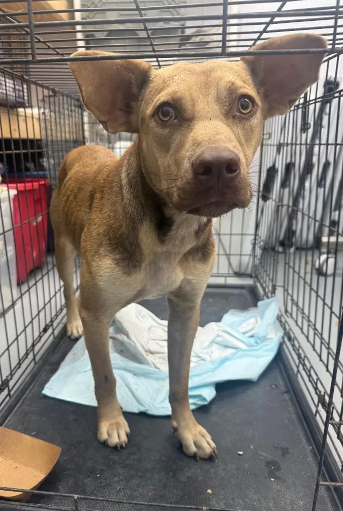 A young medium-sized female Mountain Cur dog named Kylie for adoption in Hartsville, SC