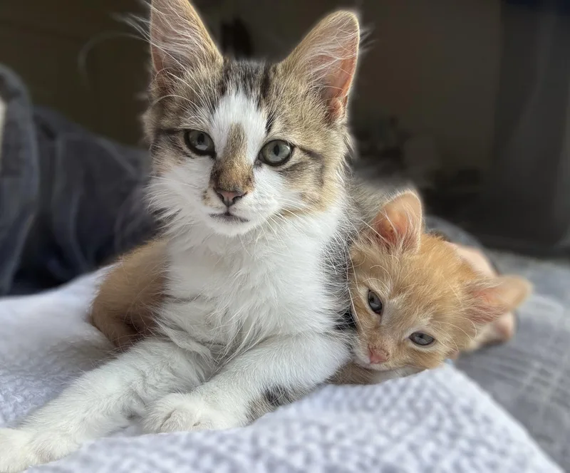 A baby small-sized male Orange & White Domestic Short Hair cat named Einstein for adoption in Greenville, SC