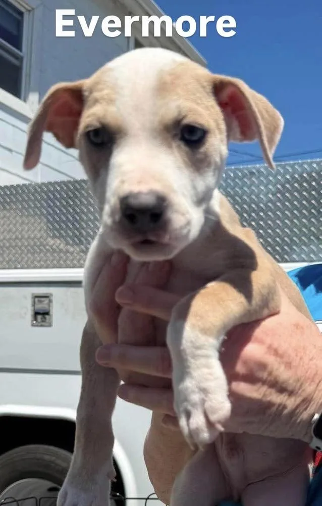 A baby medium-sized male Pit Bull Terrier dog named Evermorem for adoption in Wenonah, NJ
