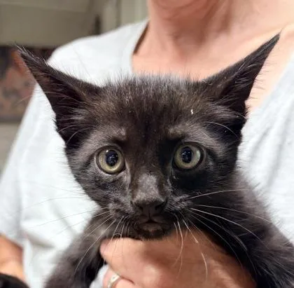 A baby medium-sized male Black Domestic Short Hair cat named Panther for adoption in Bulverde, TX