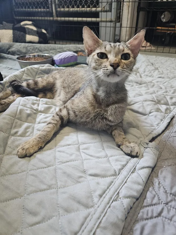 An adult small-sized female Domestic Short Hair cat named Rowena for adoption in San Leon, TX