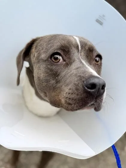 An adult medium-sized female Mixed Breed dog named Mona for adoption in New Orleans, LA