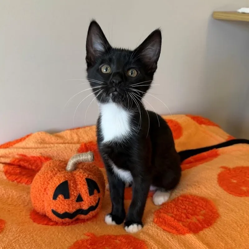 A baby small-sized female Black & White / Tuxedo Domestic Short Hair cat named Leelah for adoption in Rochester, MN