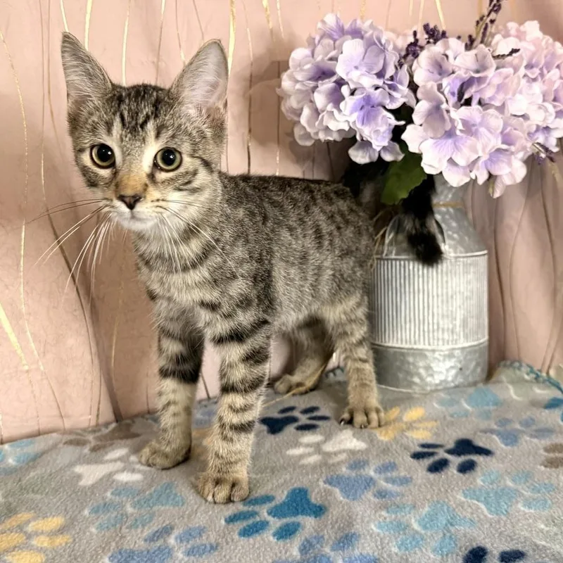 A baby small-sized male Tabby (Gray / Blue / Silver) Domestic Short Hair cat named Waffle for adoption in Long Beach, MS