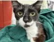 A young medium-sized male Black & White / Tuxedo Domestic Short Hair cat named Dr Seuss for adoption in Fernandina Beach, FL