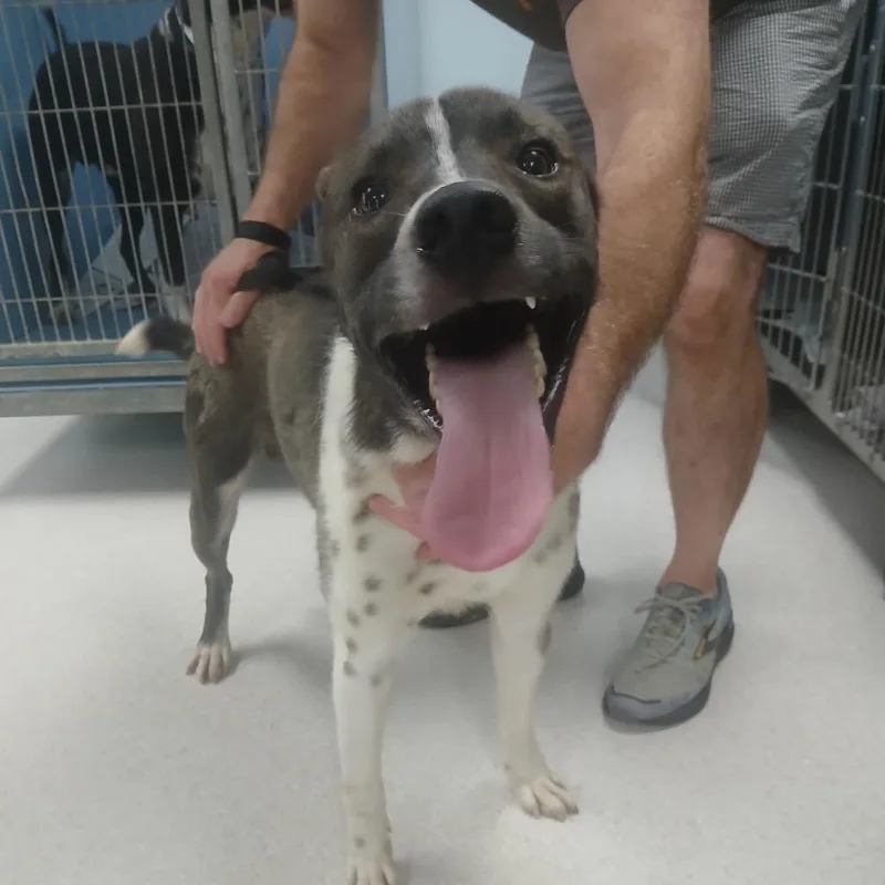 An adult medium-sized male Brown / Chocolate Terrier dog named Pete for adoption in Hackett, AR
