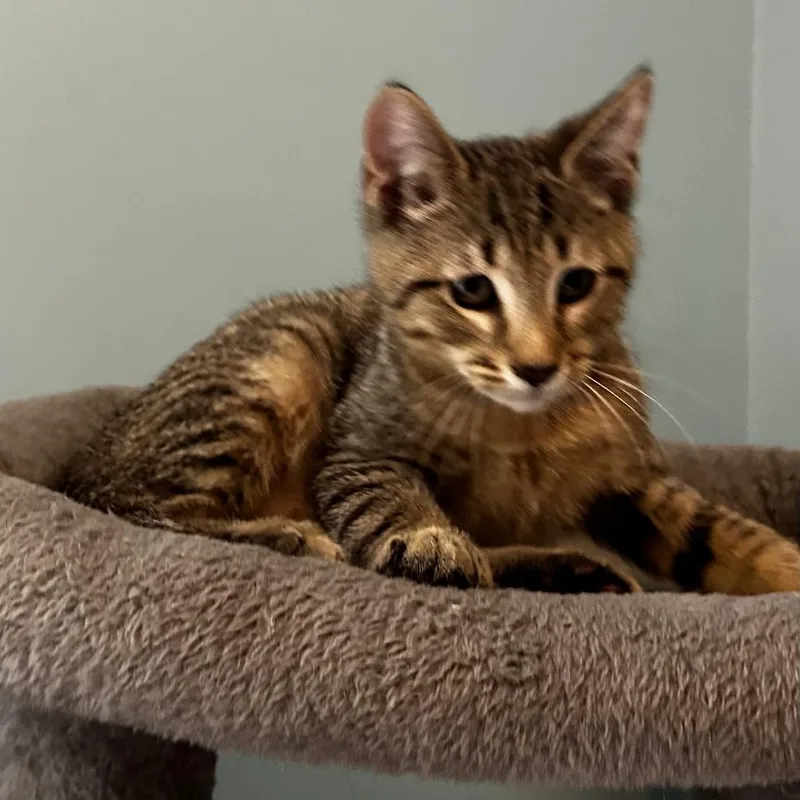 A baby small-sized female Domestic Short Hair cat named Nena for adoption in Cumming, GA