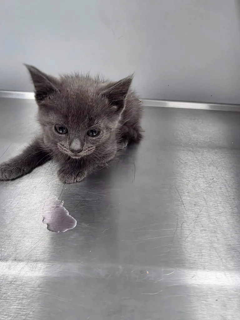 A baby small-sized female Domestic Short Hair cat named Toodles for adoption in Angola, IN