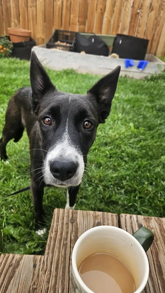 A baby medium-sized female Border Collie dog named Wanda for adoption in Thornton, CO
