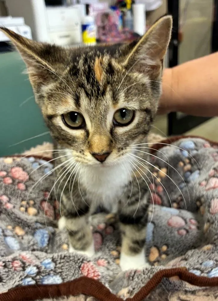 A baby medium-sized female Domestic Short Hair cat named Sugarbee for adoption in Mason City, IA