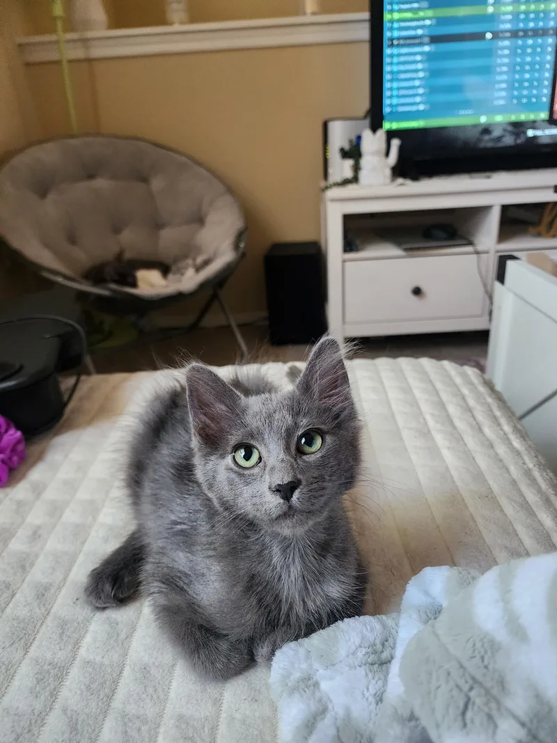 A baby medium-sized male Domestic Medium Hair cat named Dan for adoption in Penryn, CA