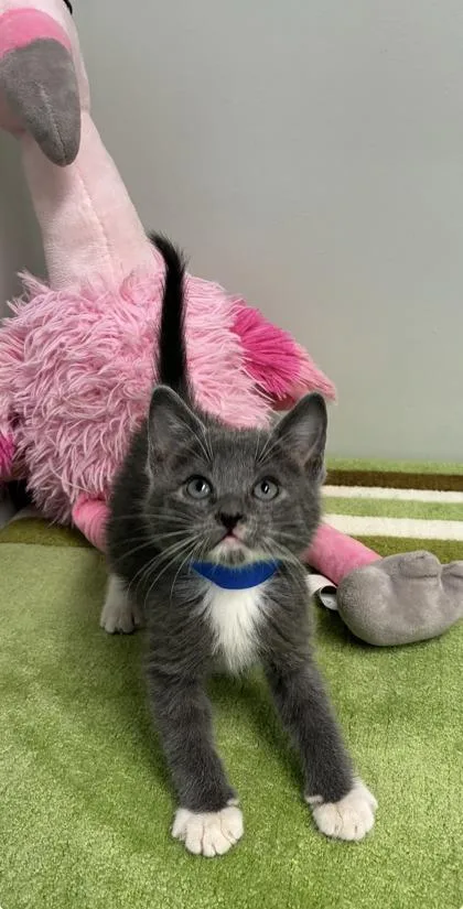 A baby medium-sized male Domestic Short Hair cat named Egg for adoption in Picayune, MS