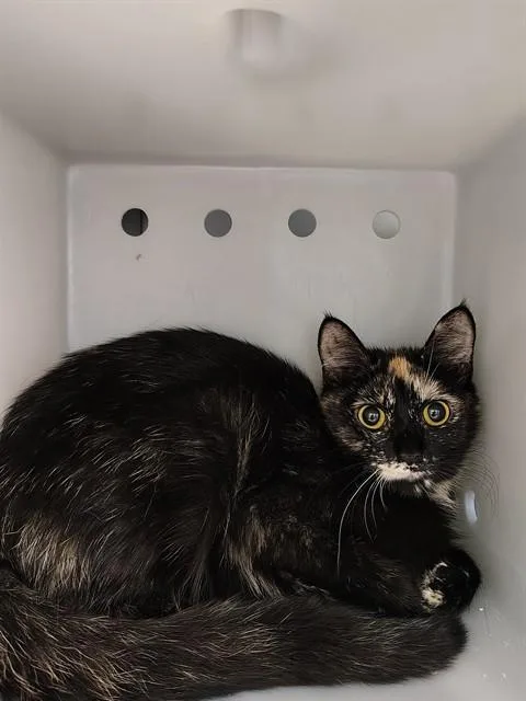 A young small-sized female Domestic Short Hair cat named Carmen for adoption in Leesburg, VA