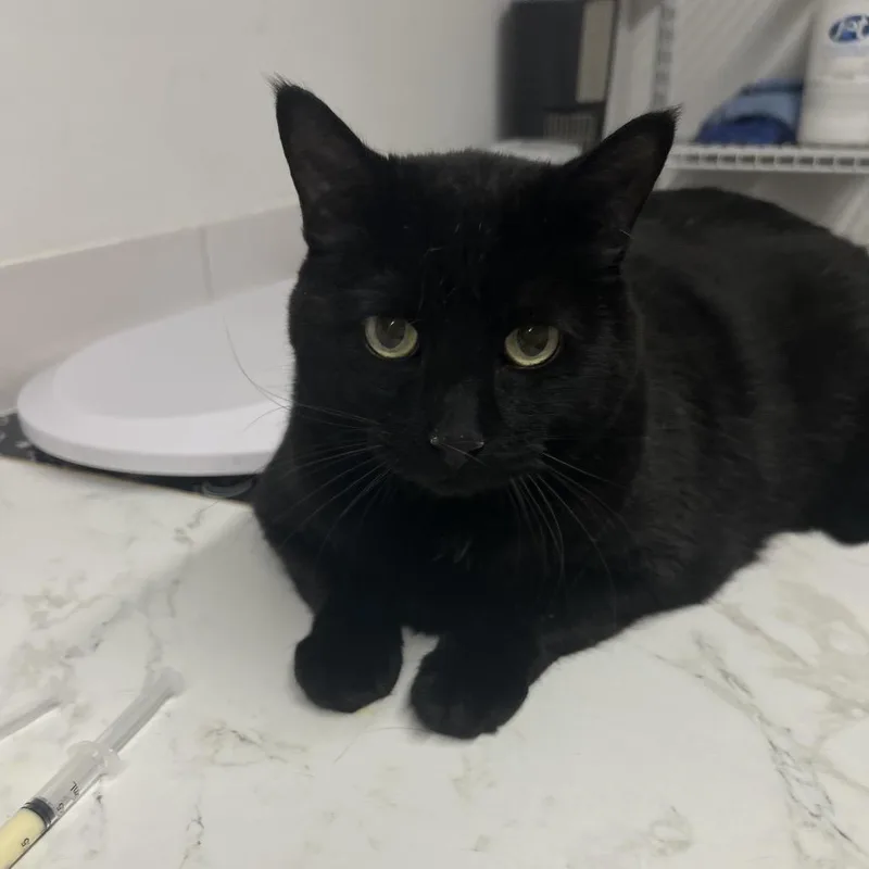An adult extra large-sized male Black Domestic Short Hair cat named Hoca Poca for adoption in St. Louis, MO