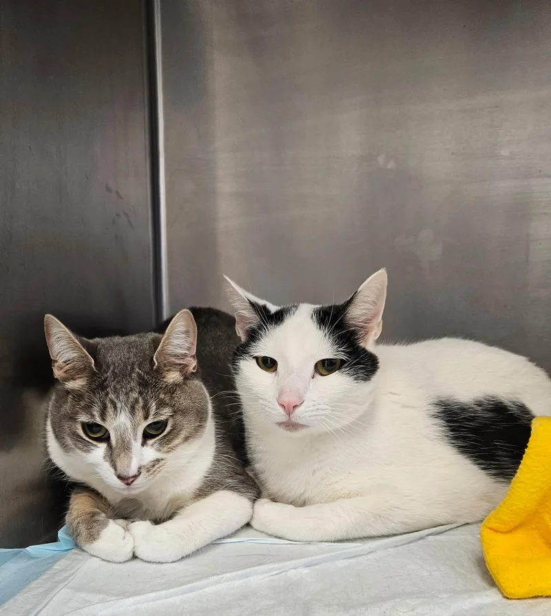 A young medium-sized male Tabby (Gray / Blue / Silver) Domestic Short Hair cat named Coco And Johnny for adoption in Mansfield, OH