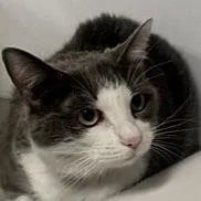 An adult large-sized female Gray / Blue / Silver Domestic Short Hair cat named Izzy for adoption in New York, NY