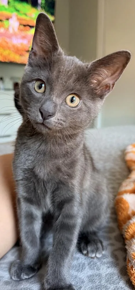 A baby small-sized male Gray / Blue / Silver Domestic Short Hair cat named Mercury for adoption in Hudson, NH