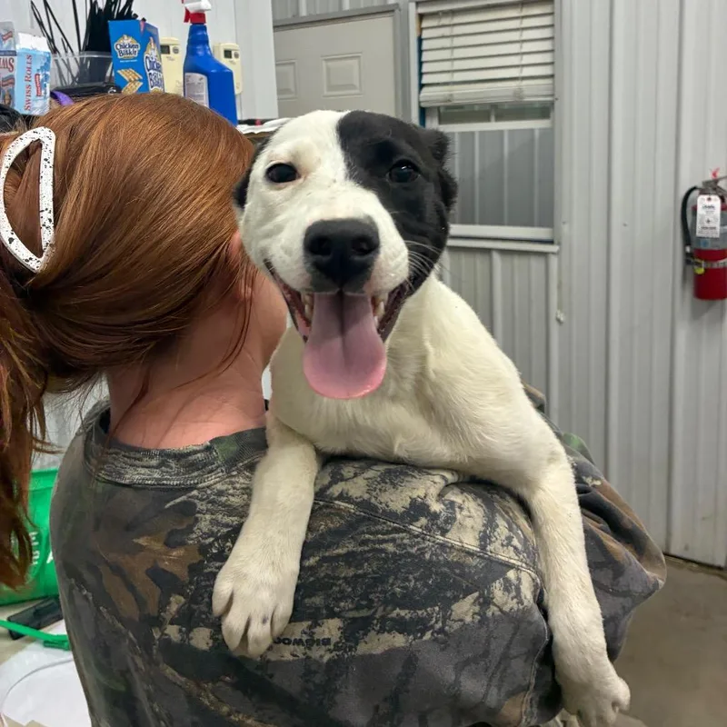 A young small-sized female Mixed Breed dog named Merv for adoption in Corbin, KY