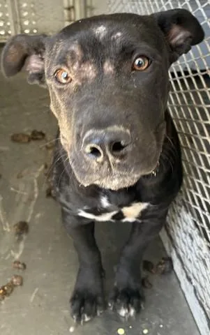 A baby medium-sized female White / Cream Pit Bull Terrier dog named Twilight  URGENT for adoption in Thousand Oaks, CA