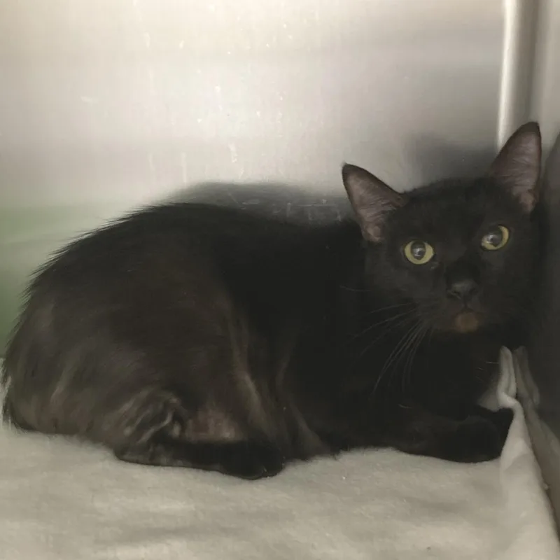 An adult large-sized female Black Domestic Short Hair cat named Hocus for adoption in Beaumont, TX
