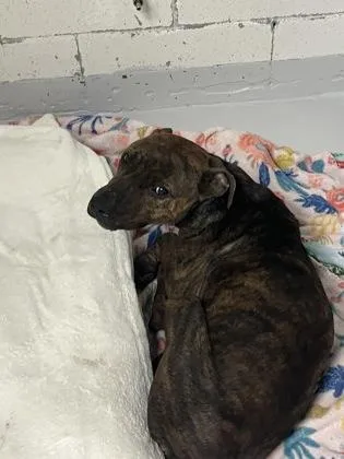 An adult medium-sized male Staffordshire Bull Terrier dog named Crash Bandicoot for adoption in Gainesville, FL