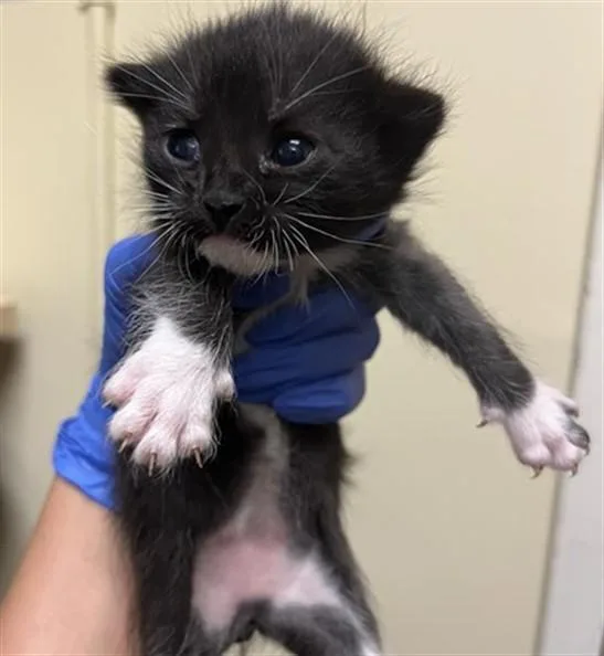 A baby small-sized male Domestic Short Hair cat named Fruit Loops for adoption in Sacramento, CA