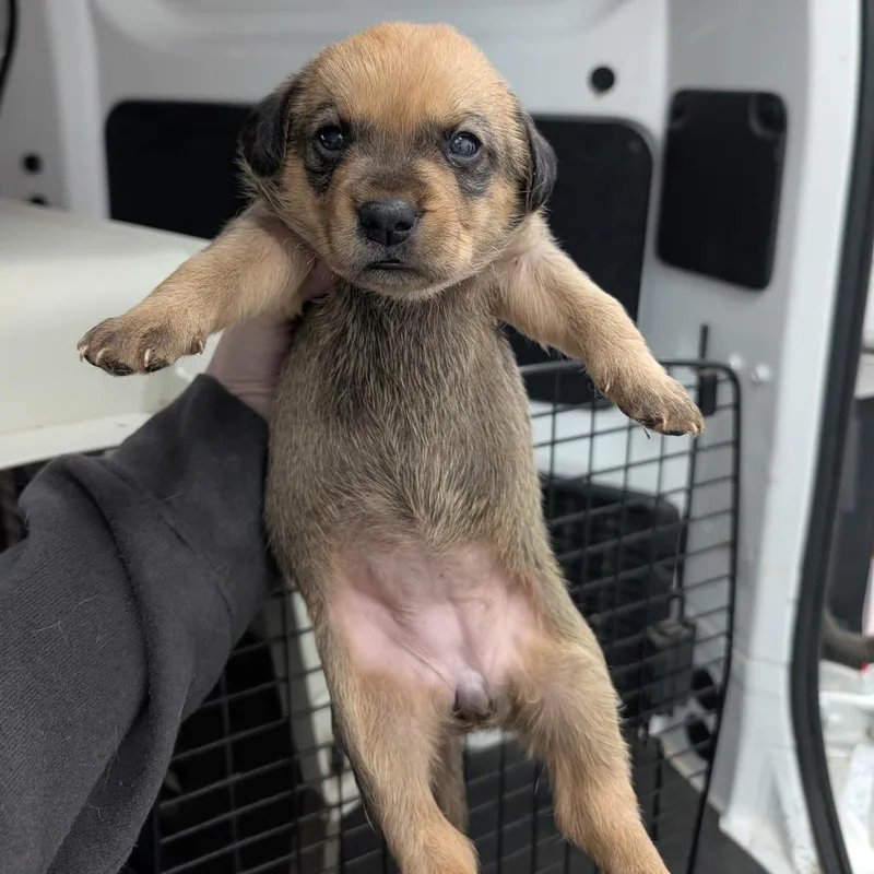 A baby medium-sized female Yellow / Tan / Blond / Fawn Mixed Breed dog named Honey for adoption in DeKalb, IL