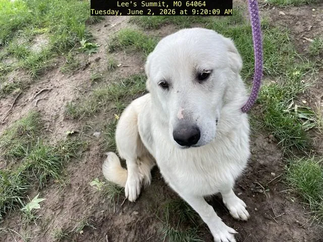 A young extra large-sized female Great Pyrenees dog named Sienna for adoption in Lees Summit, MO