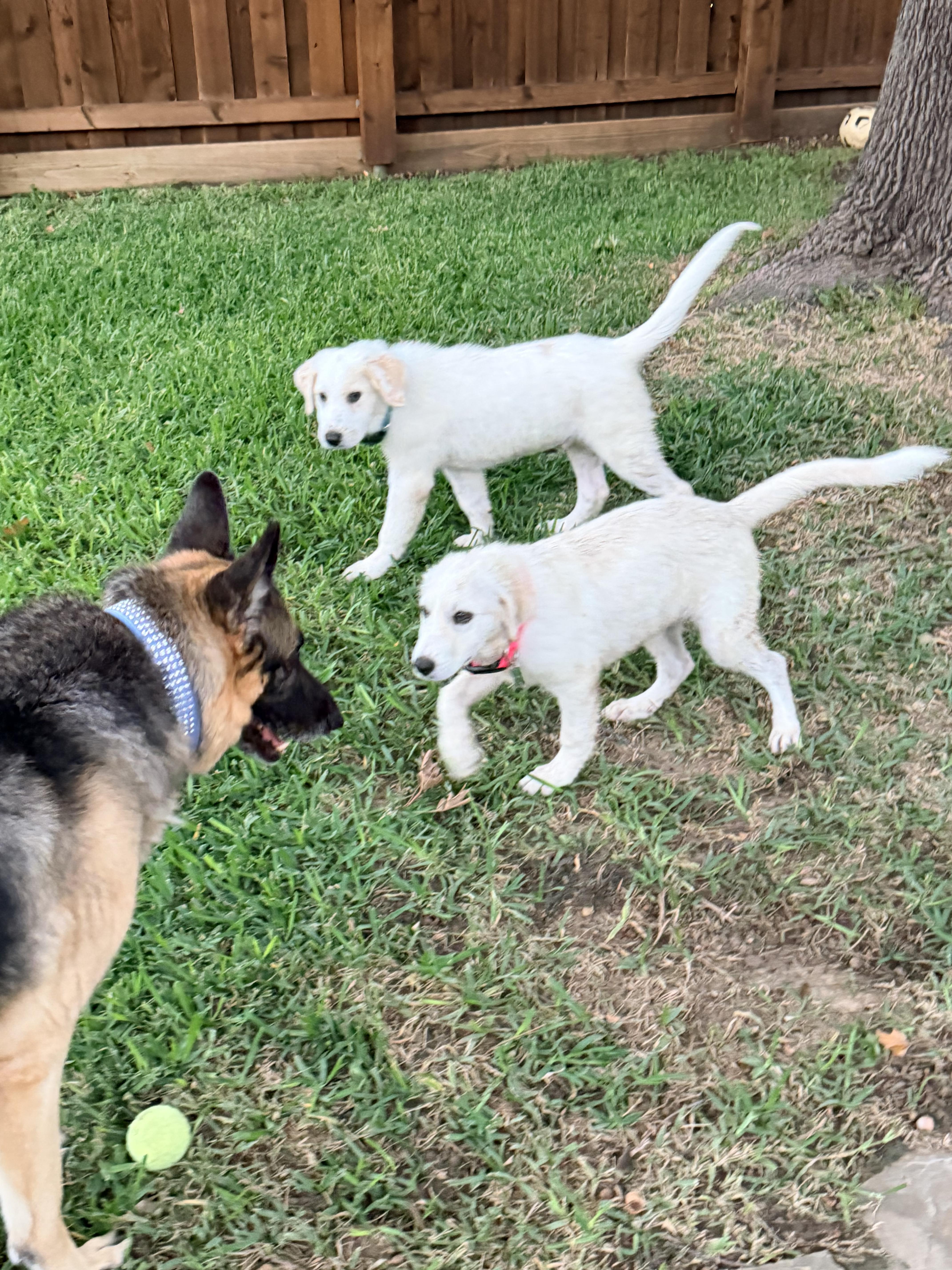A young medium-sized female Labrador Retriever dog named Mila for adoption in Coppell, TX