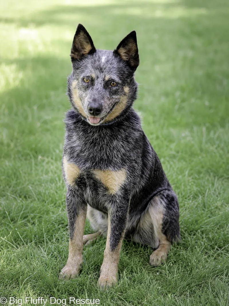 An adult medium-sized male Australian Cattle Dog / Blue Heeler dog named Merlin for adoption in Nashville, TN