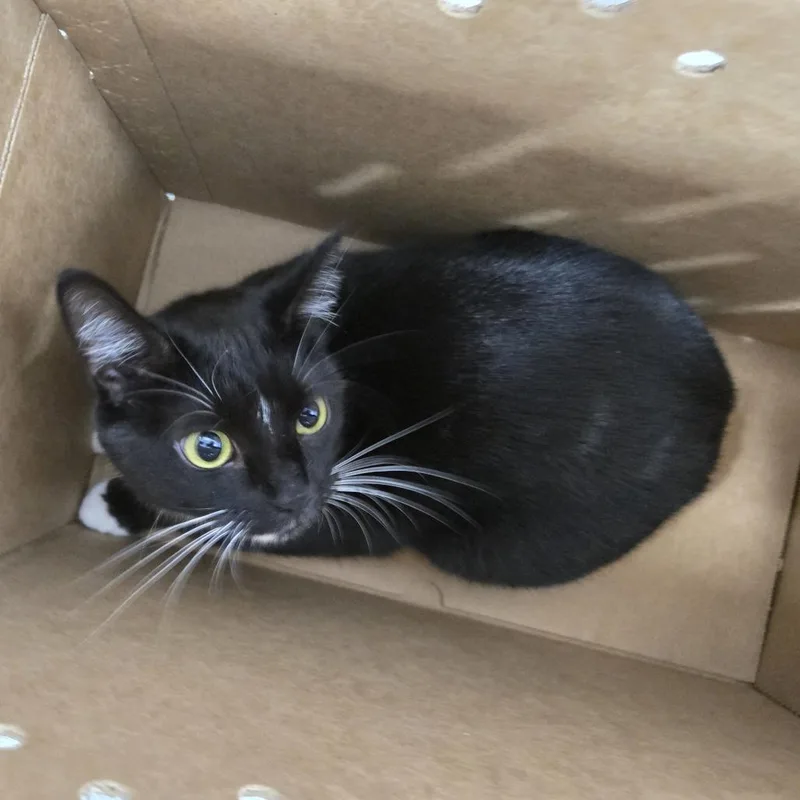An adult medium-sized female Black Domestic Short Hair cat named Kiara for adoption in Newark, NJ