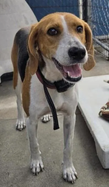 An adult medium-sized female Tricolor (Brown, Black, & White) Hound dog named Lilah for adoption in North Myrtle Beach, SC