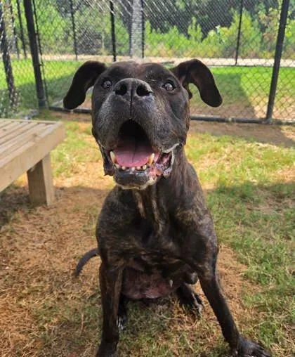 An adult large-sized female Cane Corso dog named Liva for adoption in Atlanta, GA
