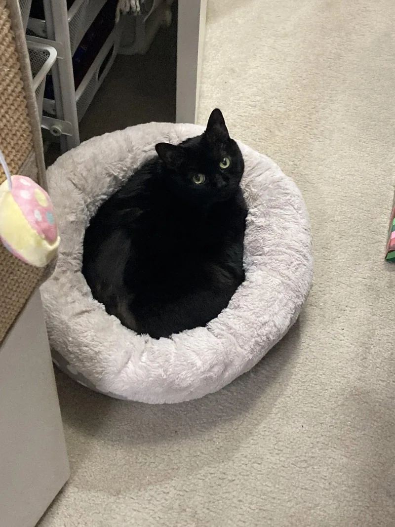 A senior medium-sized female Black Domestic Short Hair cat named Jada Declawed for adoption in Herndon, VA